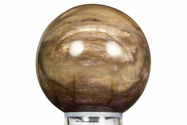 Colorful Petrified Wood (Araucaria) Sphere - Madagascar #323605